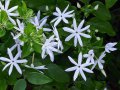 Jasminum multiflorum Jasmin d Arabie - exotique très florifère grande vigueur 5-10m